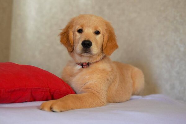 Komet Golden Retriever Komet Golden Retriever