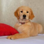 Komet-male-Golden-Retriever-puppy-for-sale-3