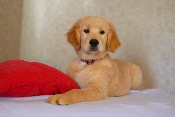 Komet Golden Retriever Komet Golden Retriever