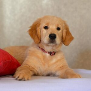 Komet Golden Retriever Komet Golden Retriever