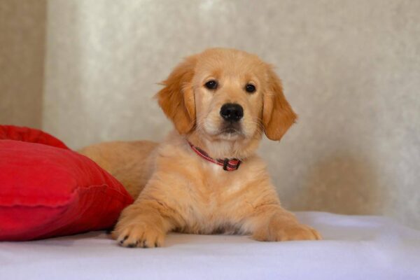 Komet Golden Retriever Komet Golden Retriever