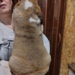 Kosmos-male-Saint-Bernard-puppy-for-sale-1 (1)