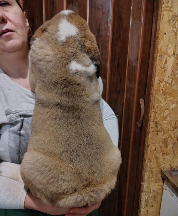 Kosmos Saint Bernard Kosmos Saint Bernard