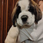 Kosmos-male-Saint-Bernard-puppy-for-sale-1 (2)