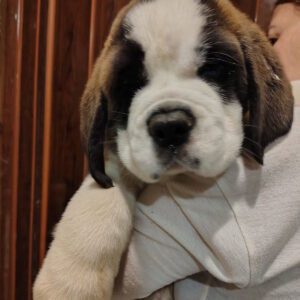 Kosmos Saint Bernard Kosmos Saint Bernard