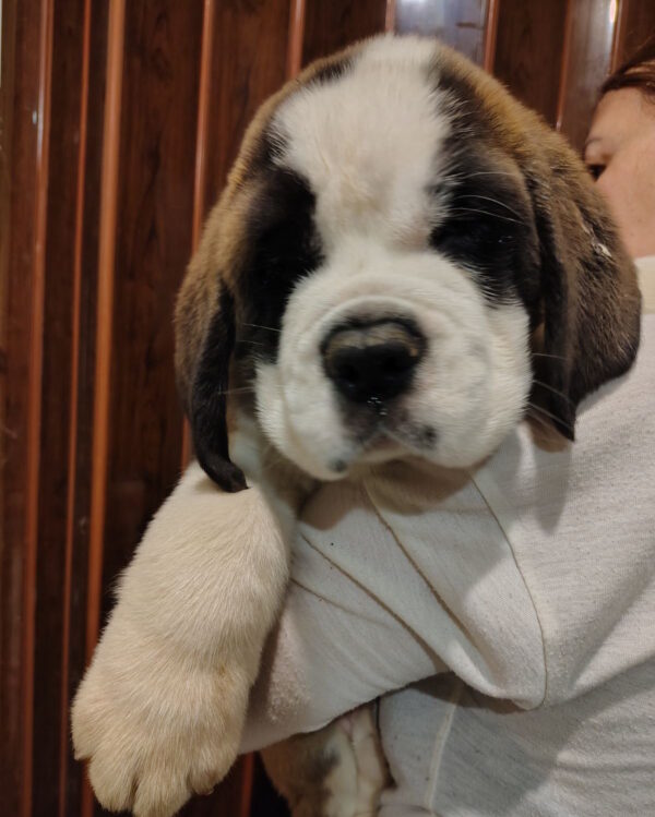 Kosmos Saint Bernard Kosmos Saint Bernard