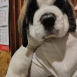 Kosmos-male-Saint-Bernard-puppy-for-sale-1 (3)