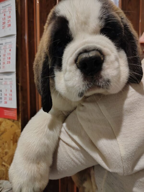 Kosmos Saint Bernard Kosmos Saint Bernard