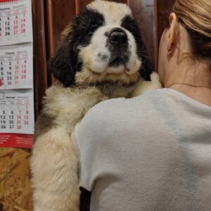 Kroni Saint Bernard Kroni Saint Bernard