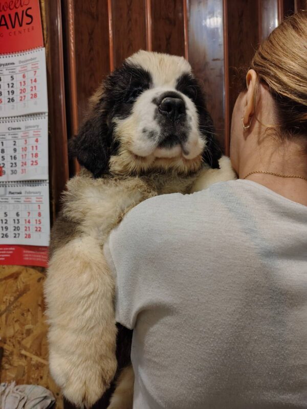 Kroni Saint Bernard Kroni Saint Bernard