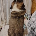 Kroni-male-Saint-Bernard-puppy-for-sale-1 (2)