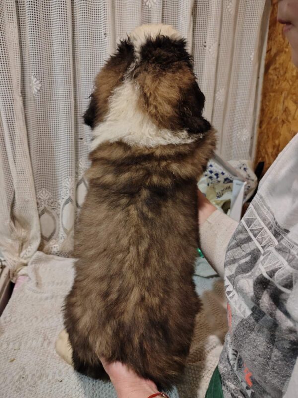 Kroni Saint Bernard Kroni Saint Bernard