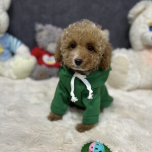 Kuper Toy Poodle Kuper Toy Poodle