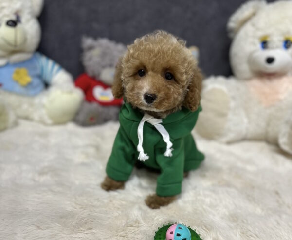 Kuper Toy Poodle Kuper Toy Poodle