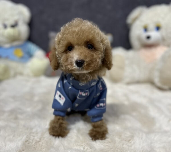 Kuper Toy Poodle Kuper Toy Poodle