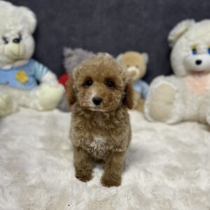 Kuper Toy Poodle Kuper Toy Poodle