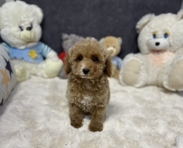 Kuper Toy Poodle Kuper Toy Poodle