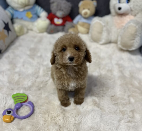 Kuper Toy Poodle Kuper Toy Poodle