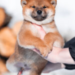 Kuro-male-Shiba-puppy-for-sale-2