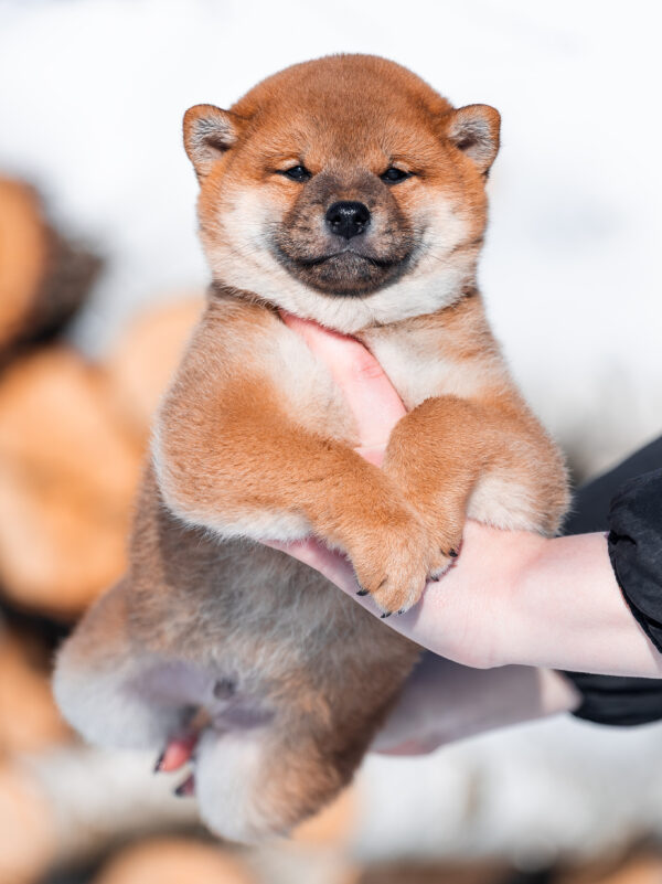 Kuro Shiba Inu Kuro Shiba Inu