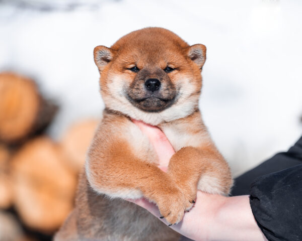 Kuro Shiba Inu Kuro Shiba Inu