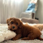 Lamar-male-maltipoo-puppy-for-sale-1 (1)
