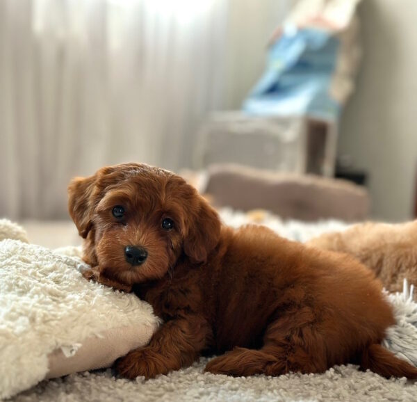 Lamar Maltipoo Lamar Maltipoo