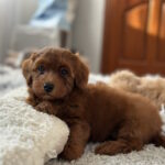 Lamar-male-maltipoo-puppy-for-sale-1 (2)
