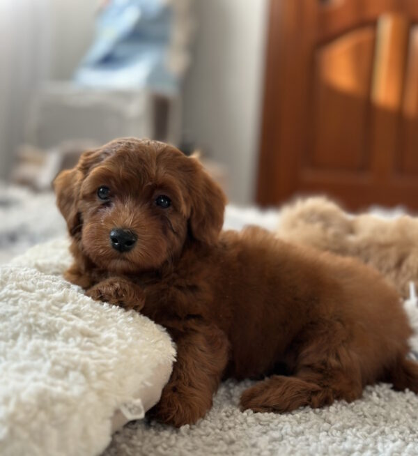 Lamar Maltipoo Lamar Maltipoo