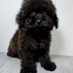 Lappi-male-Toy-Poodle-puppy-for-sale-1 (1)