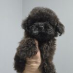 Lappi-male-Toy-Poodle-puppy-for-sale-1 (2)