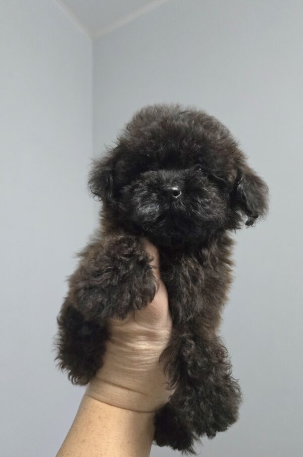 Lappi Toy Poodle Lappi Toy Poodle