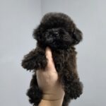 Lappi-male-Toy-Poodle-puppy-for-sale-1 (3)