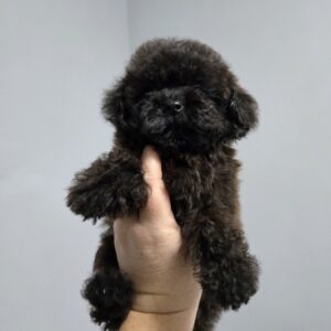 Lappi Toy Poodle Lappi Toy Poodle