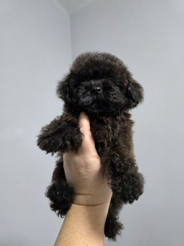 Lappi Toy Poodle Lappi Toy Poodle