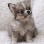 Latte-male-Pomchi-puppy-for-sale-1