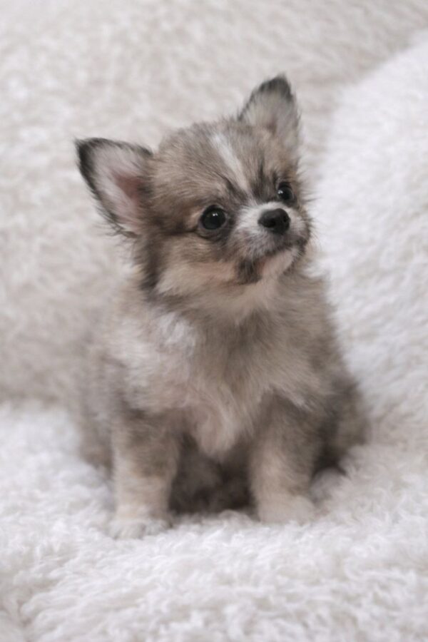 Latte Pomchi Latte Pomchi