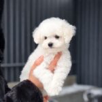 Layson-male-Maltipoo-puppy-for-sale-1
