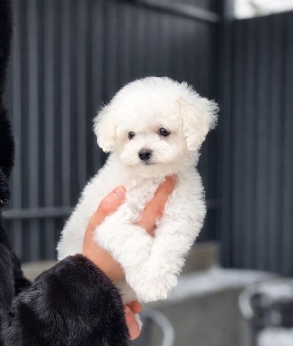 Layson Maltipoo Layson Maltipoo