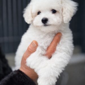 Layson Maltipoo Layson Maltipoo