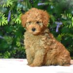 Leda-female-goldendoodle-puppy-for-sale- (1)