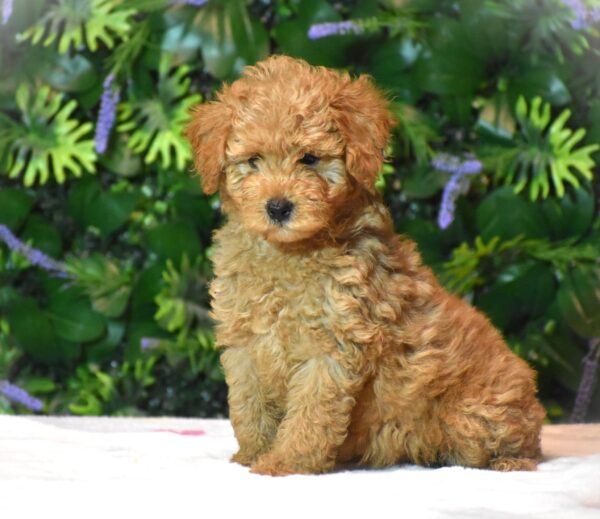 Leda Goldendoodle Leda Goldendoodle