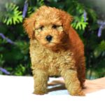 Leda-female-goldendoodle-puppy-for-sale- (2)