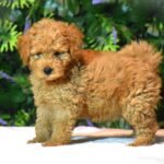 Leda-female-goldendoodle-puppy-for-sale- (3)