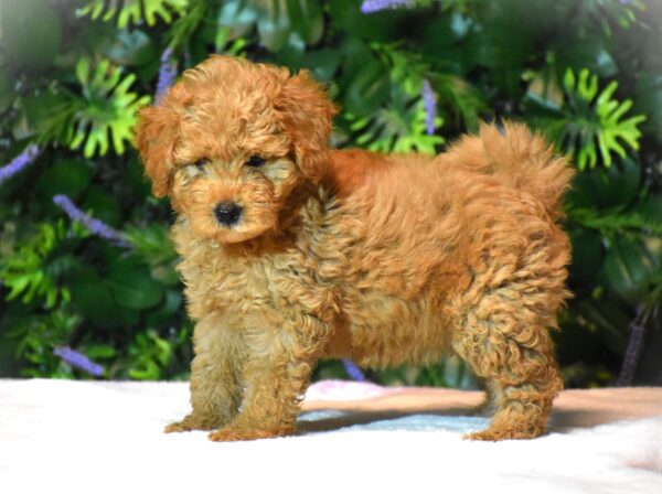 Leda Goldendoodle Leda Goldendoodle