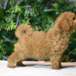 Leda-female-goldendoodle-puppy-for-sale- (4)