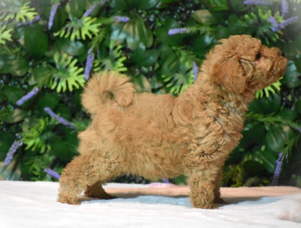 Leda Goldendoodle Leda Goldendoodle