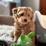 Leva-male-maltipoo-puppy-for-sale-1 (1)