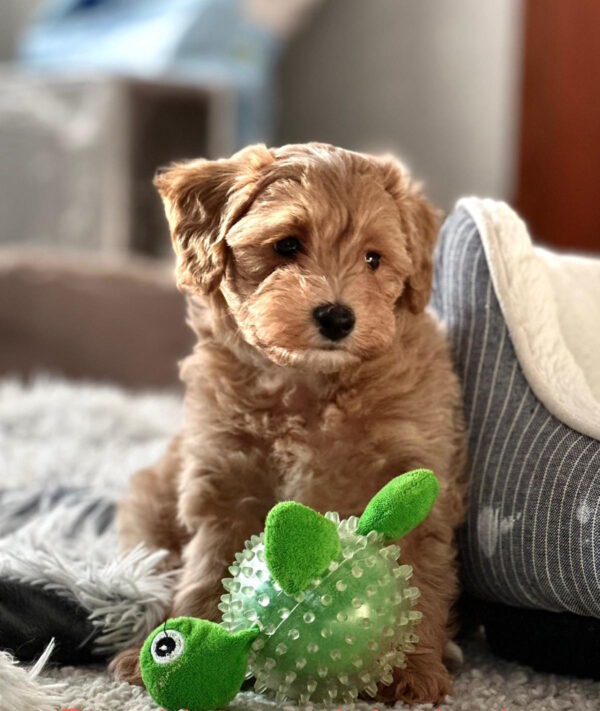 Leva Maltipoo Leva Maltipoo