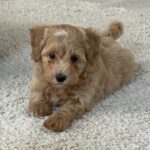 Leva-male-maltipoo-puppy-for-sale-1 (2)